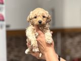 Mini Maltipoo  Apartman Yaşamına Uygun Yavrular