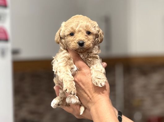 Mini Maltipoo  Apartman Yaşamına Uygun Yavrular görsel