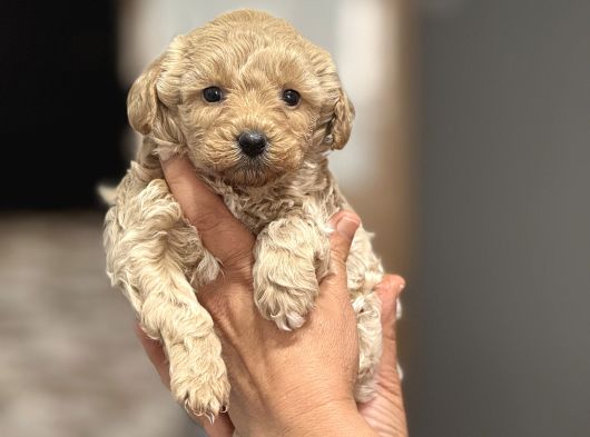 OYUNCU VE SOSYAL TEACUP F1 MALTİPOO BEBEKLER