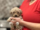 OYUNCU VE SOSYAL TEACUP F1 MALTİPOO BEBEKLER