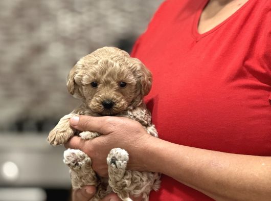 Mini Maltipoo  Apartman Yaşamına Uygun yavrular