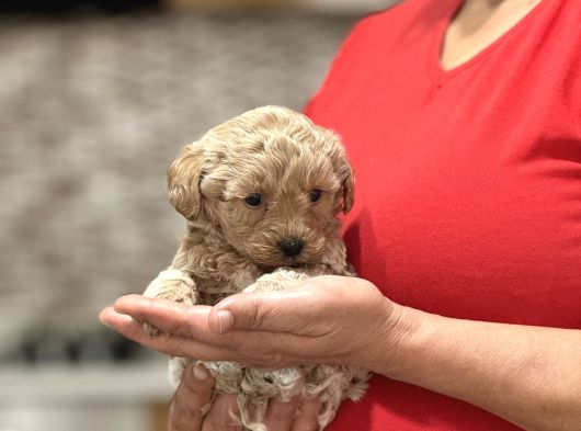 GOLD LİNE MALTİPOO BEBEK