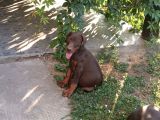 Kizil Üst Kali̇te Doberman Yavrular