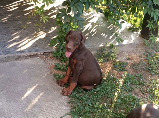 Kizil Üst Kali̇te Doberman Yavrular görsel