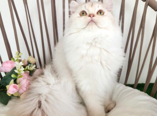 Safkan British Longhair - Aşilari Yapilmiş - Aşiri Sosyaller görsel