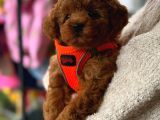 Dünya Güzeli Erkek Ve Dişi Ufak Boy Toypoodle Yavrular
