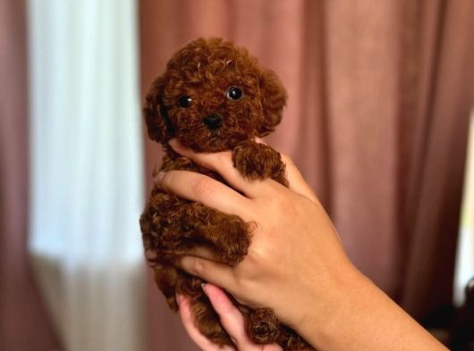 Ufak Boy Red Dişi Ve Erkek Toy Poodle görsel