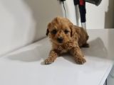 Teslime Hazır Teacup Miniğim Tuvalet Eğitimli