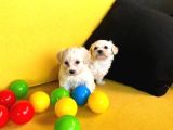 Ev Doğumu Maltipoo Bebeklerimiz