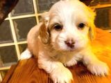 A Kalite Maltipoo Yavrularım