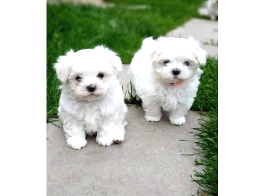 Pamuk Gibi Maltese Bebişler görsel