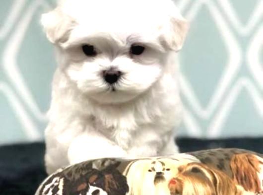 Pamuk Gibi Maltese Bebişler