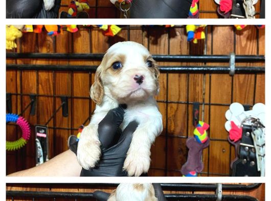 Nazik Ve Sadık Bir Dost Cavailer King Charles Yavrularımız görsel