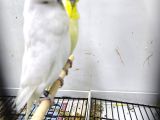 Sow  Jumbo Yavru Yetişkin Muhabbet Kusları