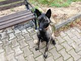 9 Aylık Malinois