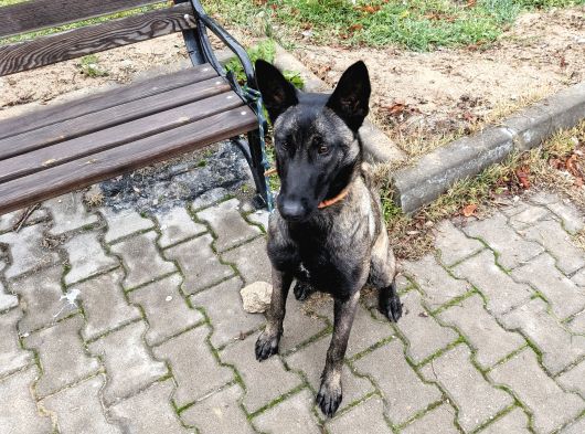 9 Aylık Malinois görsel