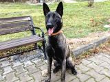 9 Aylık Malinois