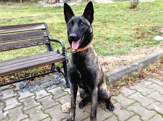 9 Aylık Malinois görsel