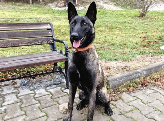 9 Aylık Malinois