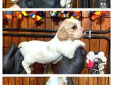 Nazik Ve Sadık Bir Dost Cavailer King Charles Yavrularımız