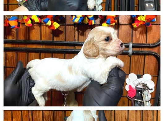 Nazik Ve Sadık Bir Dost Cavailer King Charles Yavrularımız görsel