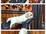 Nazik Ve Sadık Bir Dost Cavailer King Charles Yavrularımız