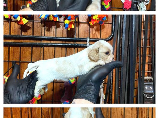 Nazik Ve Sadık Bir Dost Cavailer King Charles Yavrularımız görsel