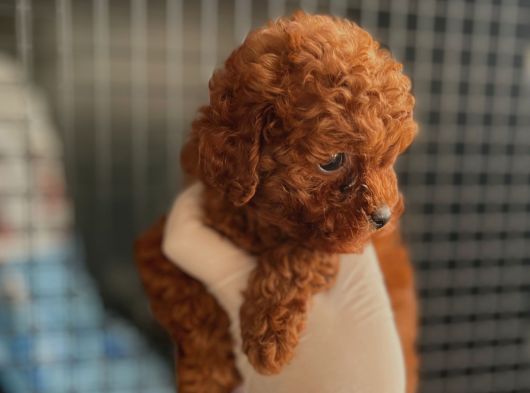 Adana Teacap Poodle görsel