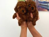 Biblo Toy Boy Poodle Bebeklerim