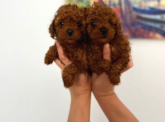 Biblo Toy Boy Poodle Bebeklerim görsel