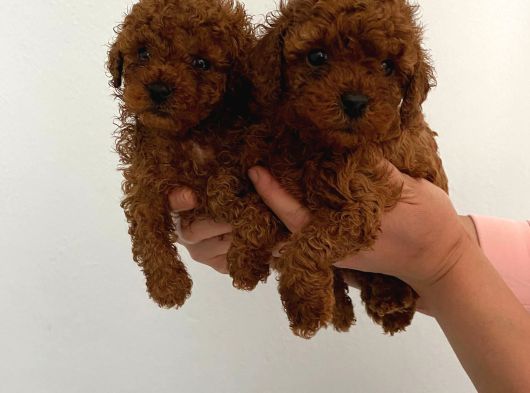 Biblo Toy Boy Poodle Bebeklerim görsel
