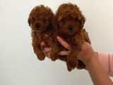 Biblo Toy Boy Poodle Bebeklerim