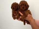 Biblo Toy Boy Poodle Bebeklerim