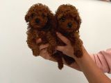 Biblo Toy Boy Poodle Bebeklerim