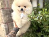 Pomeranian Boo Güzelliği