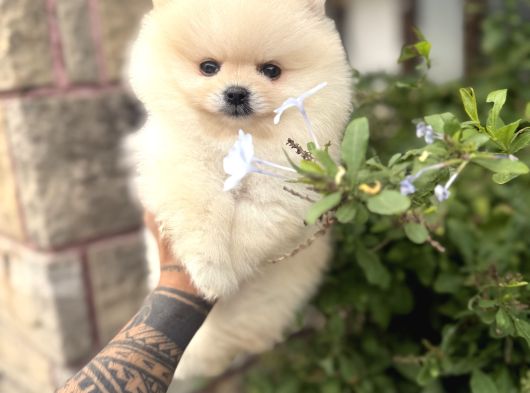Pomeranian Boo Güzelliği görsel