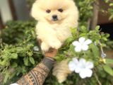Pomeranian Boo Güzelliği