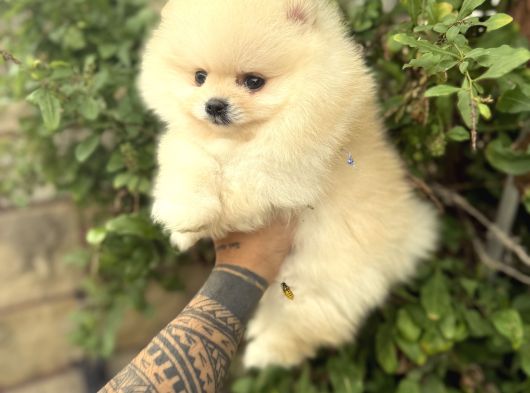 Pomeranian Boo Güzelliği görsel