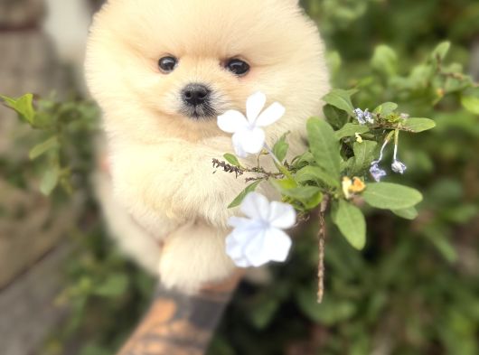 Pomeranian Boo Güzelliği