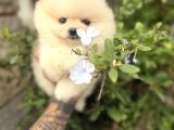 Pomeranian Boo Güzelliği