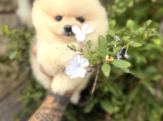 Pomeranian Boo Güzelliği görsel