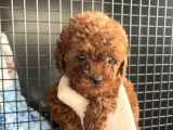 Adana Teacap Poodle