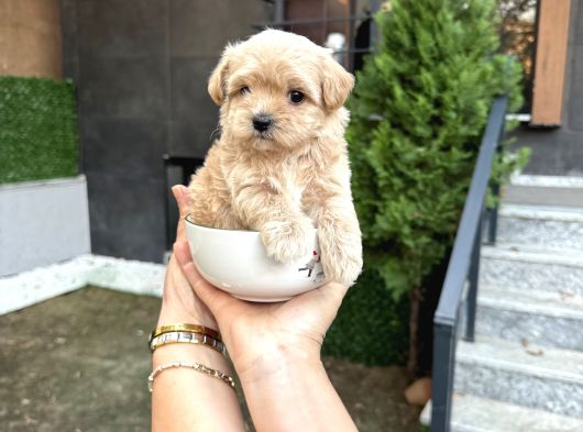 Fincan Boy Kore Maltipoo Yavrularımız