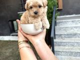 Fincan Boy Kore Maltipoo Yavrularımız