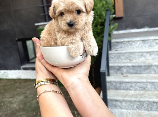 Fincan Boy Kore Maltipoo Yavrularımız görsel