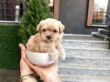 Fincan Boy Kore Maltipoo Yavrularımız