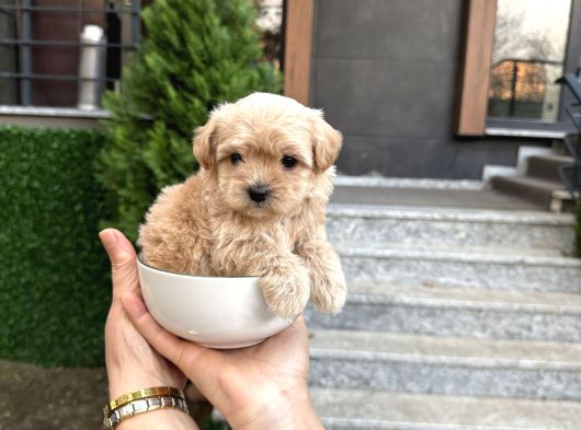 Fincan Boy Kore Maltipoo Yavrularımız görsel