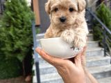 Fincan Boy Kore Maltipoo Yavrularımız