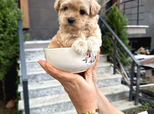 Fincan Boy Kore Maltipoo Yavrularımız görsel