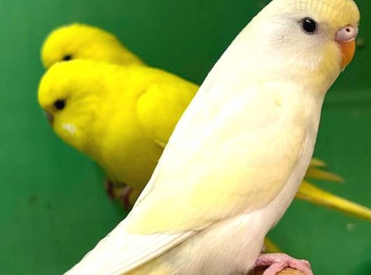 Bebek Muhabbet Kuşu görsel
